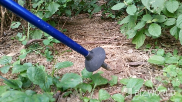 전문가들은 스틱 사용인구가 적을 때에는 훼손 정도가 미미했지만 등산인구 2000만명을 넘어선 현실에서는 산림생태계를 파괴하는 무기가 될 수 있다고 경고하고 있다. 참고사진=비즈월드 DB