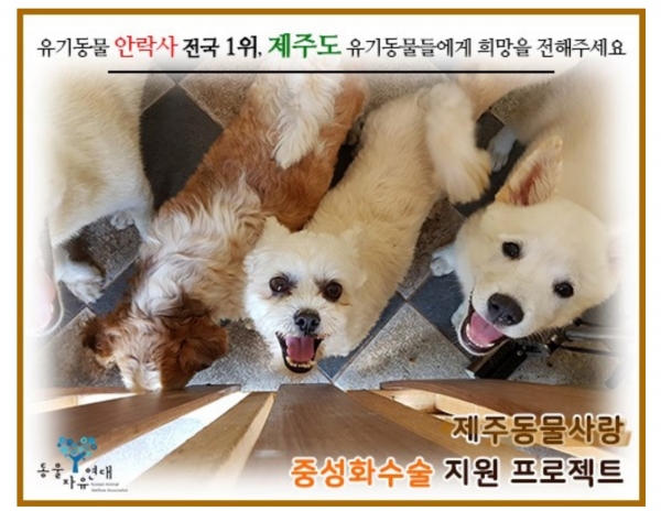 동물자유연대는 네이버 해피빈을 통해 유기동물 안락사 문제의 한 해결책인 유기동물 중성화 수술 프로젝트를 진행 중이다.