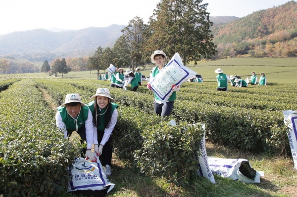 지난 14일 스타벅스가 광주지역 파트너들과 함께 보성 차 농가에 커피박을 재활용한 퇴비 2만8천포를 전달했다고 직원들과 함께 다원에 커피분을 활용한 친환경 비료를 뿌리고 있다. 사진=스타벅스커피 코리아 제공