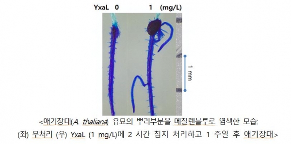 애기장대(A. thaliana) 유묘의 뿌리부분을 메칠렌블루로 염색한 모습. 무처리(사진 왼쪽)과 YxaL(1 mg/L)에 2 시간 침지 처리하고 1 주일 후 애기장대의 모습. 사진=농촌진흥청 제공