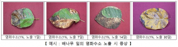 배나무 잎의 염화수소 노출 때 증상. 사진=화학물질안전원 제공
