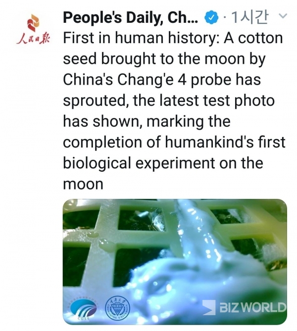 중국 인민일보는 15일 오전 인류역사상 처음으로 달에서 실시된 생물학적 실험의 하나로 실시한 목화씨 발아실험에 성공했다고 트윗을 통해 이 사실을 사진과 함께 공개했다. 사진=인민일보(영문판) 트위터 캡처