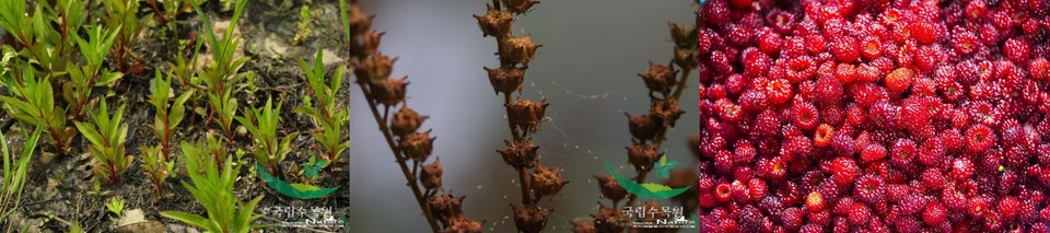 (왼쪽부터) 낙지다리 자생 모습과 낙지다리 열매 모습. 복분자딸기. 사진=국립수목원 국가생물종지식정보, 픽사베이 캡처