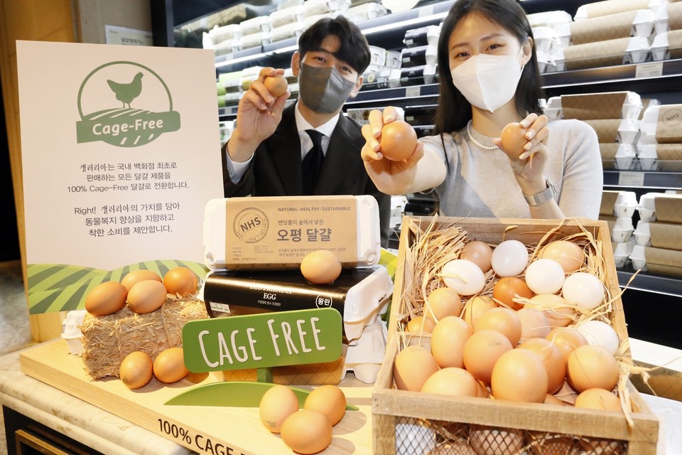갤러리아백화점이 국내 백화점 중 최초로 식품관에서 판매하는 모든 달걀을 케이지 프리(Cage - Free) 달걀로 전환한다고 밝혔다. 사진=갤러리아백화점