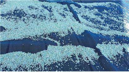 송우시 드레 대표가 2019년 11월 20일 출원(출원번호 제1020190149208호)가 올해 7월 26일 등록(등록번호 제102284063호)을 받은 ‘피코시아닌이 포함된 스피루리나 추출물을 함유하는 쌀의 가공방법 및 이의 가공방법으로 제조된 쌀’ 특허의 대표 도면. 해당 발명의 가공방법으로 가공된 피코시아닌이 포함된 스피루리나 추출물을 함유하는 쌀의 사진. 그림=키프리스