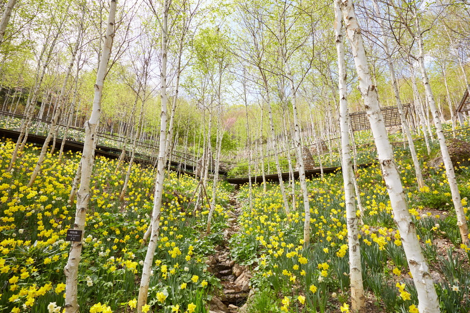 곤지암리조트가 오는 18일 화담숲을 개원하며 '봄 수선화 축제'를 진행한다. 사진=곤지암리조트