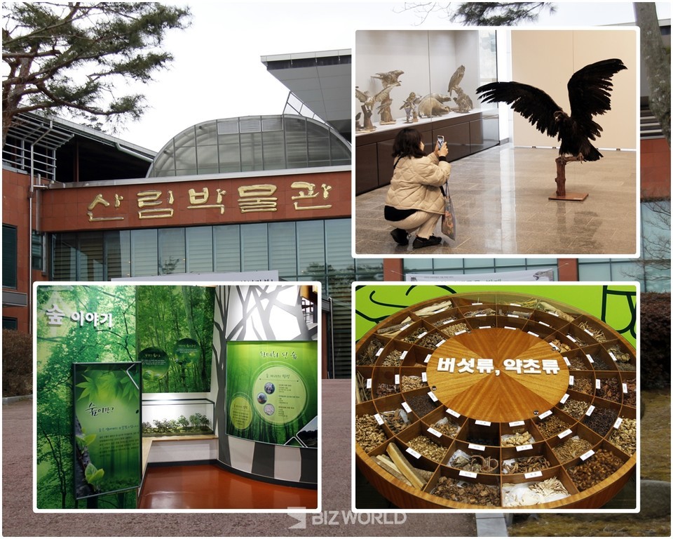 순창산림박물관에 전시된 독수리 박제(오른쪽 상단부터 시계방향), 버석과 약초류 표본, 숲 이야기 전시물. 사진=손진석 기자