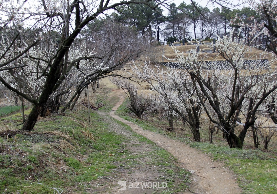 호수마을로 가기 위해 언덕을 넘으면 매화꽃이 만발한 곳을 만날 수 있다. 사진=-손진석 기자