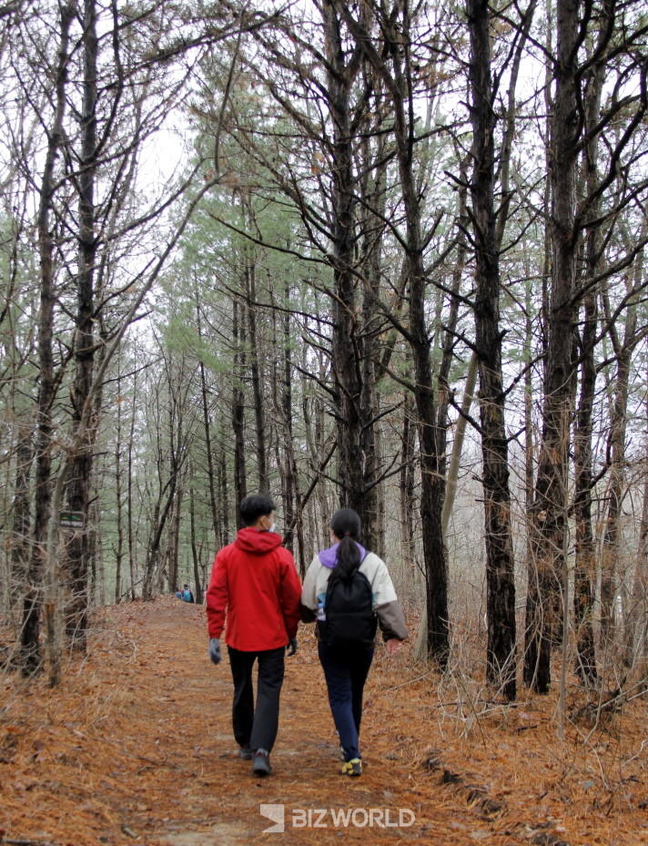 수마을 가기 바로 직전의 언덕 나무숲이 걷고 싶은 마음을 준다. 사진=손진석 기자