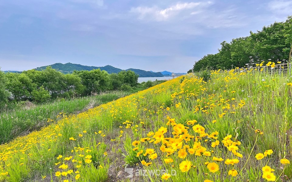 금강에 조성된 자전거길에 핀 야생화들. 사진=손진석 기자