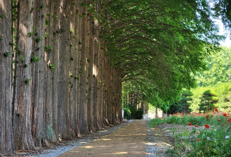 아가폐정양원 메타세콰이아 군락지 전경. 사진=하성인 작가