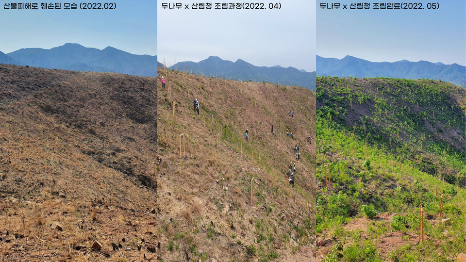두나무가 지난달까지 산림청과 함께 경북 산불 피해지역에 1만260그루의 나무를 심었다. 사진=두나무
