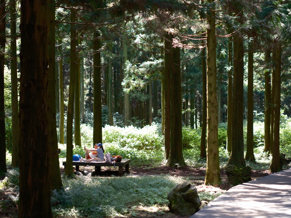 무장애숲길 여행이 가능한 붉은오름자연휴양림. 사진=제주관광공사