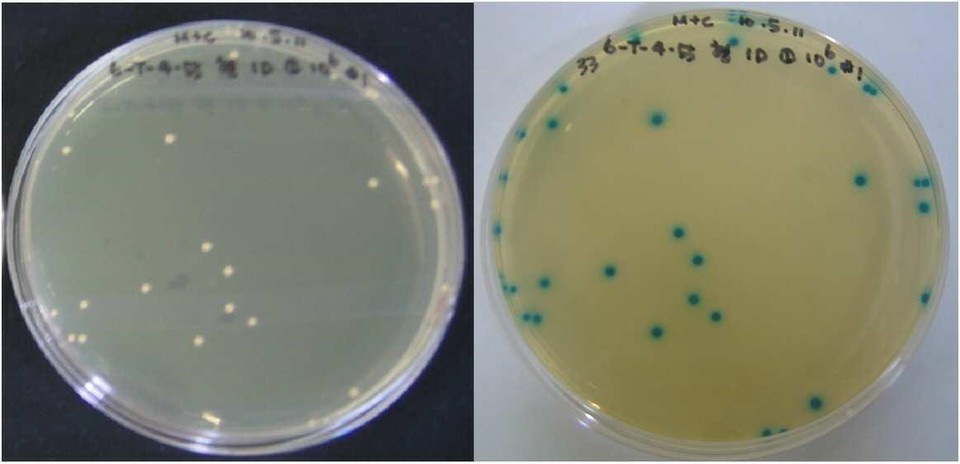 농촌진흥청이 2010년 10월 12일 특허를 출원(출원번호 제1020100099461호)해 2013년 3월 28일 등록(등록번호 제101250463호)을 받은 ‘신생아 분변에서 분리한 내산소성 비피도박테리움 롱검 비피더스 유산균 및 이를 이용한 프로바이오틱 조성물’ 특허의 대표 도면. 내산소성 비피더스 유산균(Bifidobacterium longum 6-T-4-55)을 탈지유 배지에 접종하여 형성된 커드의 X-α-gal 함유 MRS agar 배양시 혐기배양(왼쪽) 모습과 호기배양 모습. 사진=키프리스
