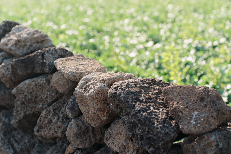 제주의 돌담. 사진=제주관광공사