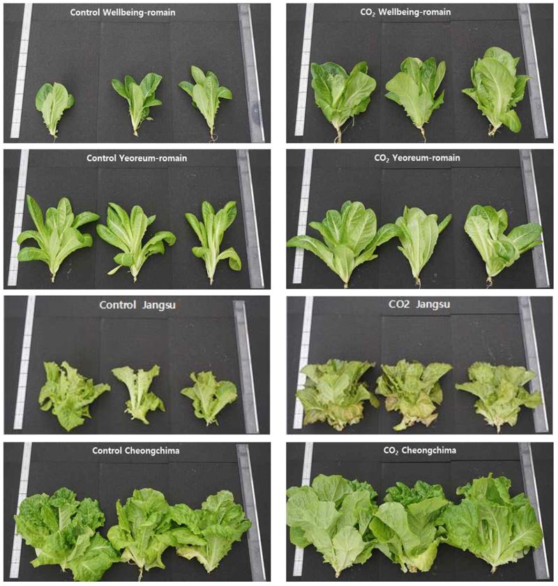 왼쪽부터 일반 환경에서 자란 작물과 고농도 이산화탄소를 공급한 작물. 사진=롯데건설