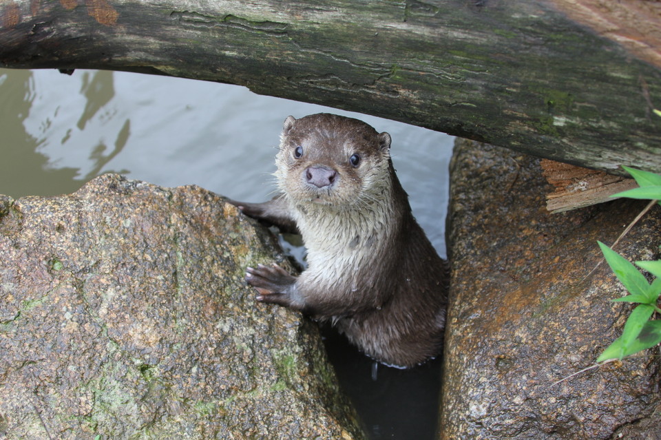 마크로젠이 유전자 분석을 바탕으로 한강에 수달 15마리가 서식한다는 사실을 밝혀냈다. 사진=마크로젠