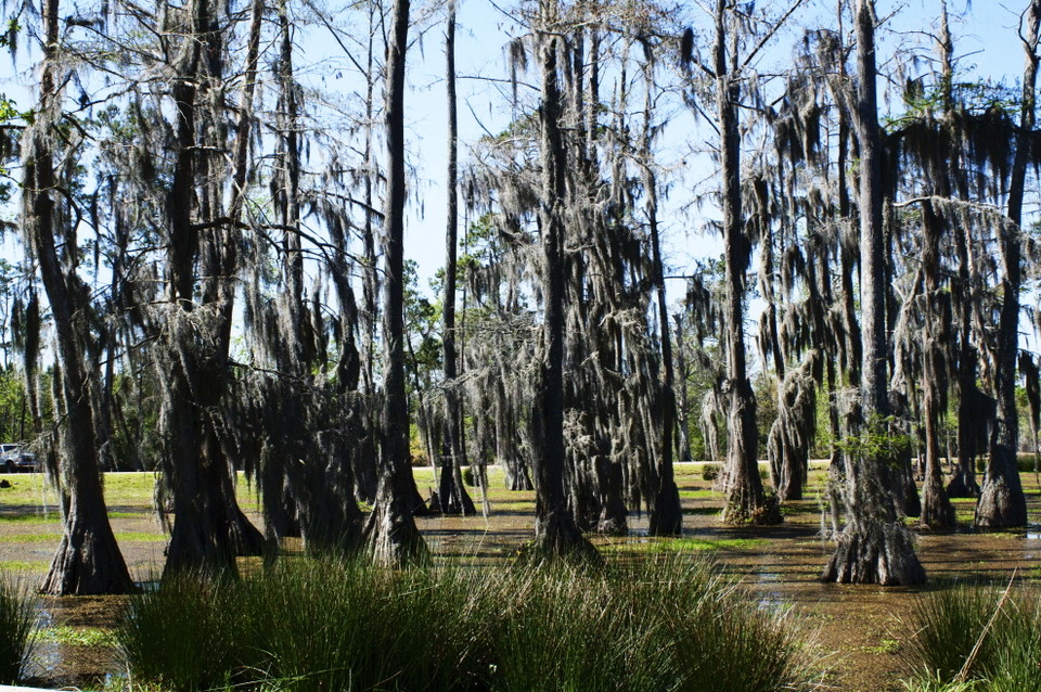 샘 휴스턴 존스 주립공원. 사진=Go USA