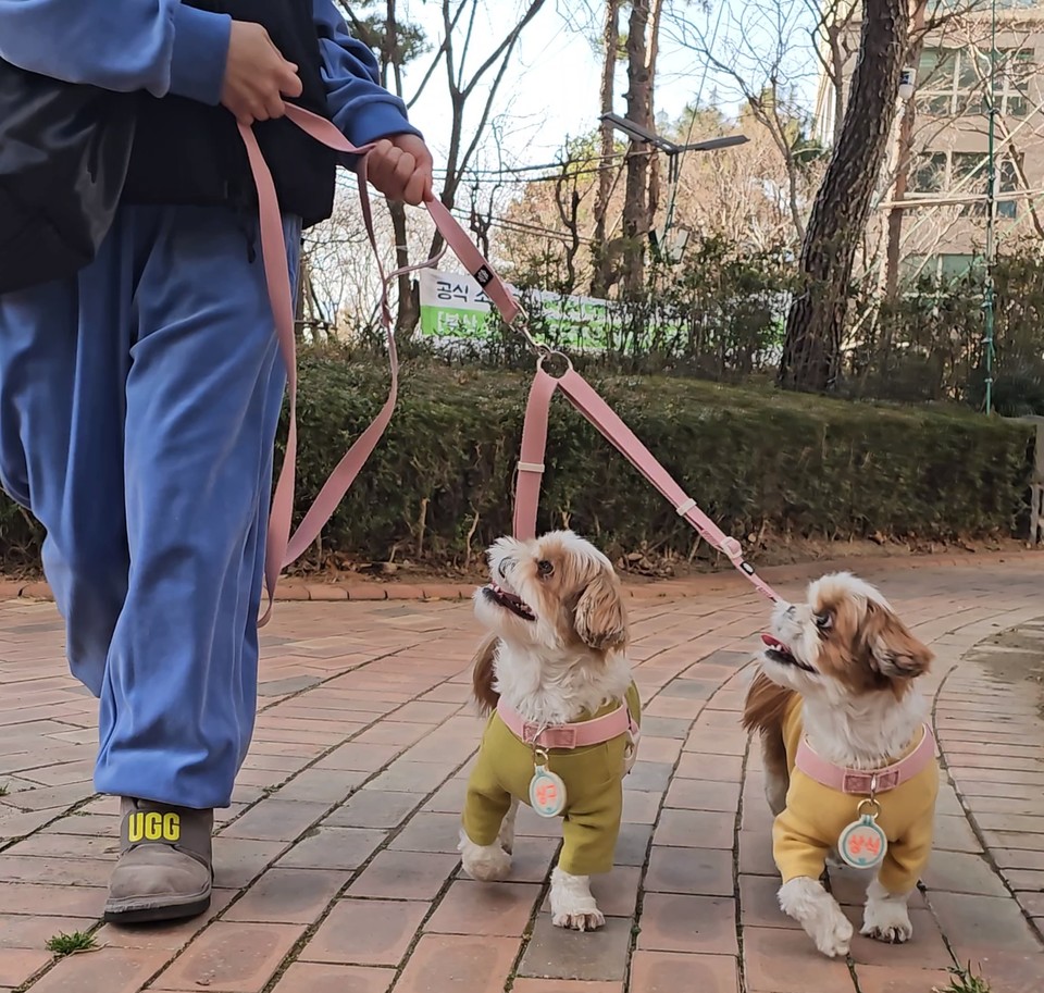 멍템, 두마리 산책용 팔레트 트윈 리드줄 출시 < 유통 < 비즈니스 < 기사본문 - 비즈월드