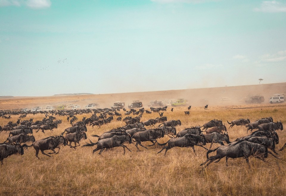 케냐 마사이마라국립보호구(Masai Mara National Reserve) 사파리.  사진=비스타젯