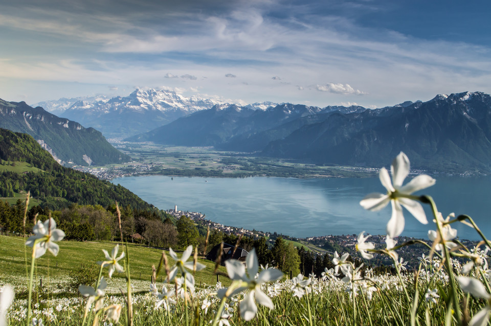 Les-Pleiades daffodil field with views of Lake Geneva and mountains. 사진=스위스 관광청