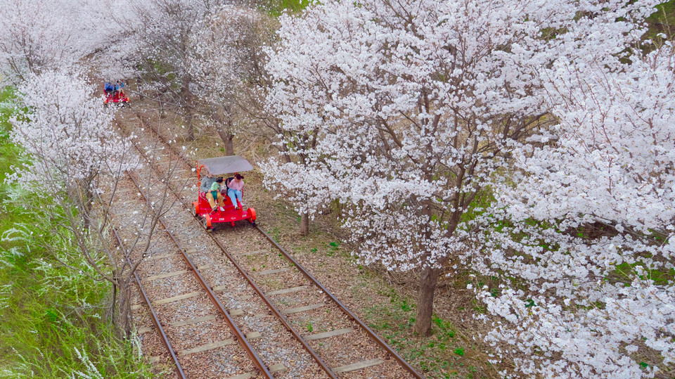한국관광공사 4월 추천 가볼 만한 곳 벚꽃 터널을 지나는 가평 레일바이크. 사진=강촌 레일파크