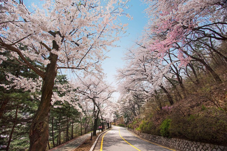 [워커힐-사진자료2] 화려하게 만개한 벚꽃을 감상할 수 있는 워커힐의 산책로 주변 모습