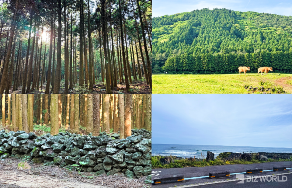 해비치 제주도 호텔에서 제공하는 웰니스 프로그램에 참여하면 물영아리 오름에서의 트래킹, 표선 해안가 라이딩 등을 즐기며 제주의 자연과 더 가까이 호흡할 수 있다. 사진=김미진 기자.