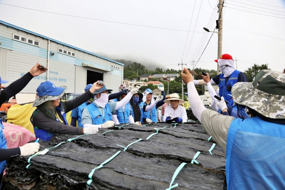 농심 너구리 다시마 위판 현장. 사진=농심