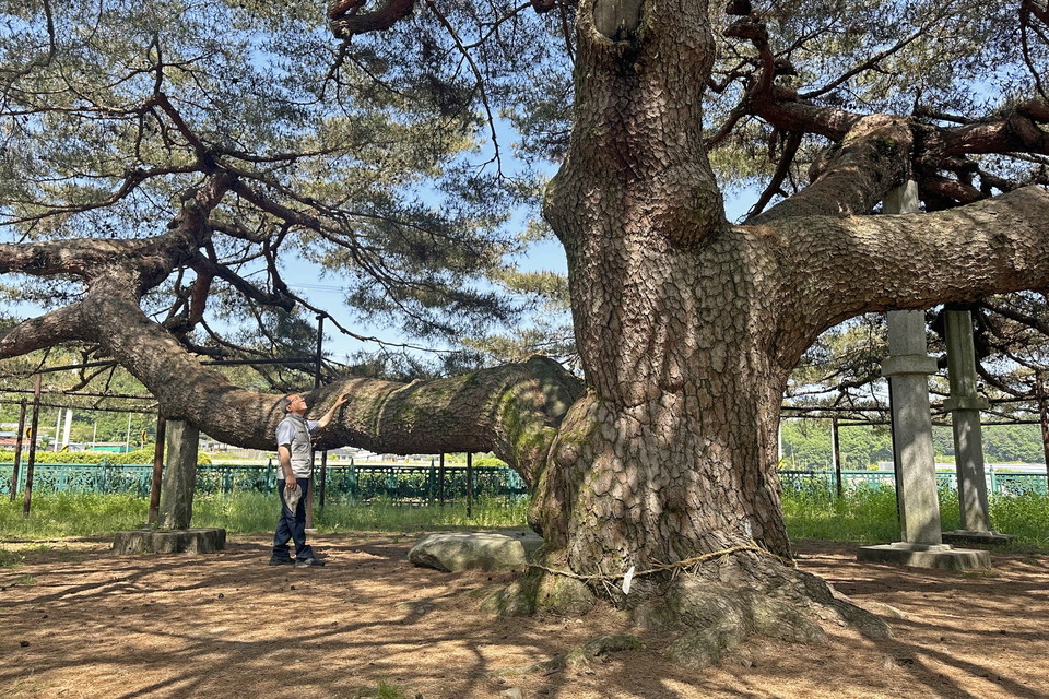 그 이름처럼 신령스러운 석송령의 자태. 사진=박상준