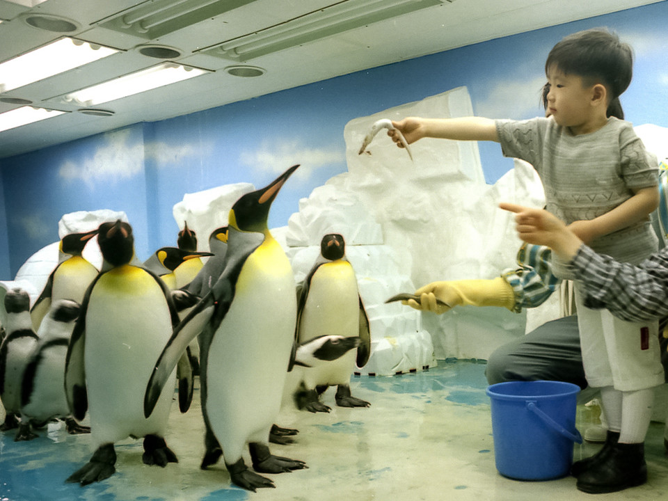 지난 2004년 63씨월드에서 한 아이가 펭귄 먹이주기 체험을 하고 있다. 사진=한화호텔앤드리조트