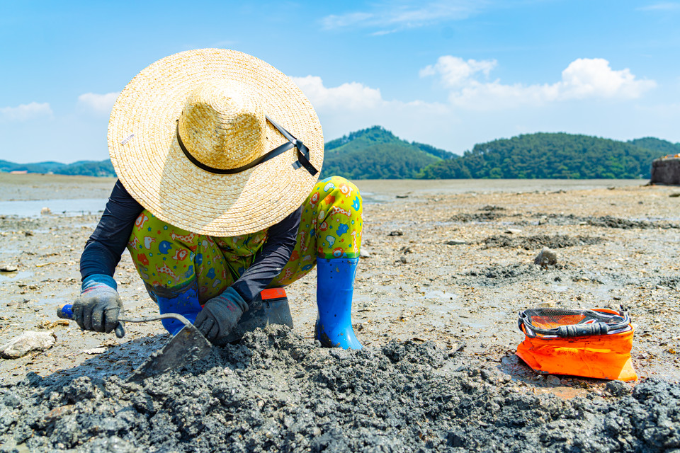 중리어촌체험마을 갯벌 체험장에서 호미를 사용해 쉽게 바지락을 캘 수 있다. 사진=김정흠 작가