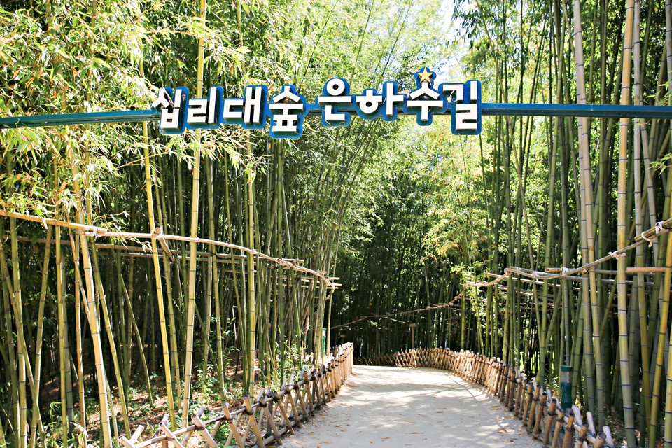 여름에도 시원한 십리대숲. 사진=김수진