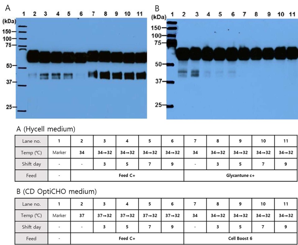 '온전한 형태의 히알루로니다제의 생산방법(METHOD FOR PRODUCING ORIGINAL FORM HYALURONIDASE)' 발명에 따라 주요 배양 조건인 배양 온도, 온도 변경일에 따라 천연형 인간 재조합 히알루로니다제 PH20의 절단된 형태(분자량 표준품 37 ~ 49 kDa 사이) 또는 온전한 형태(분자량 표준품 50 ~ 75 kDa 사이) 발현 유무를 확인한 웨스턴 블랏 데이터. 그림=키프리스