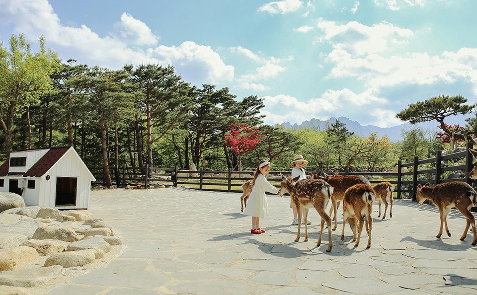 켄싱턴리조트 설악밸리 '사슴 먹이주기 체험' 이미지. 사진=이랜드파크 켄싱턴호텔앤리조트