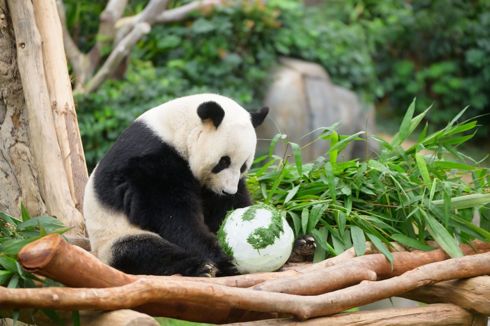 자이언트 판다 레레. 사진=홍콩오션파크