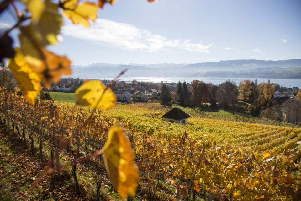 Autumn in Zurich. 사진=스위스정부관광청
