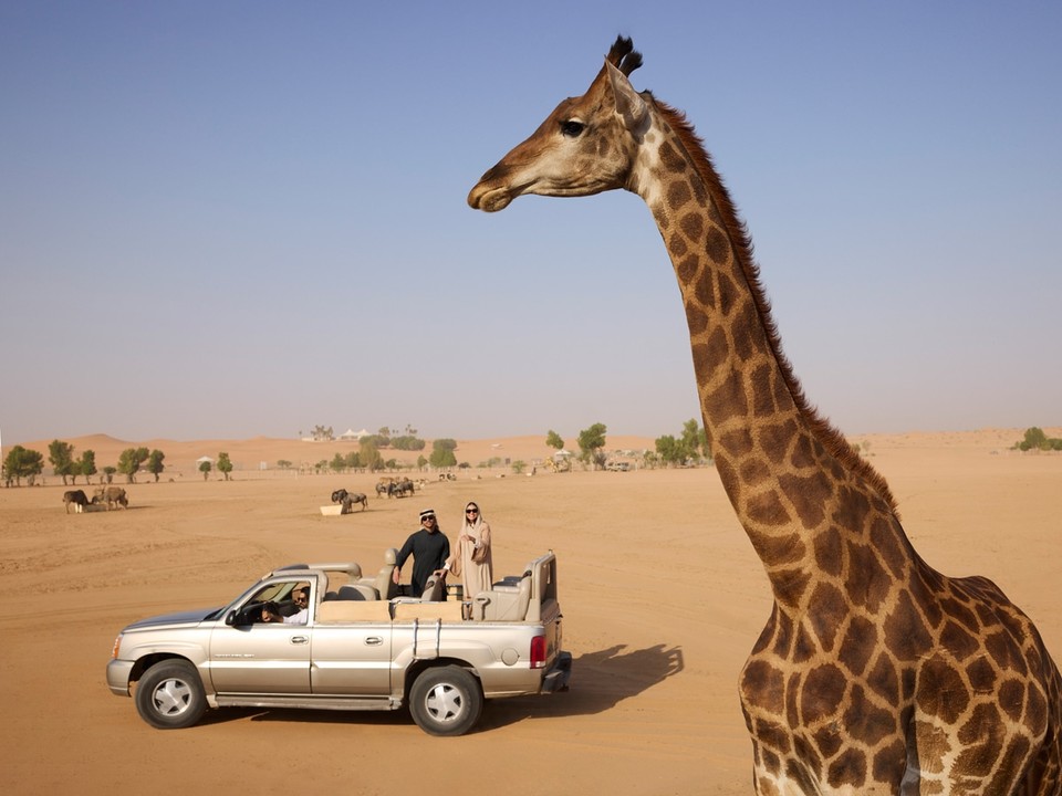 사우디 노파 리야드 내 야생동물 공원. 사진=사우디관광청