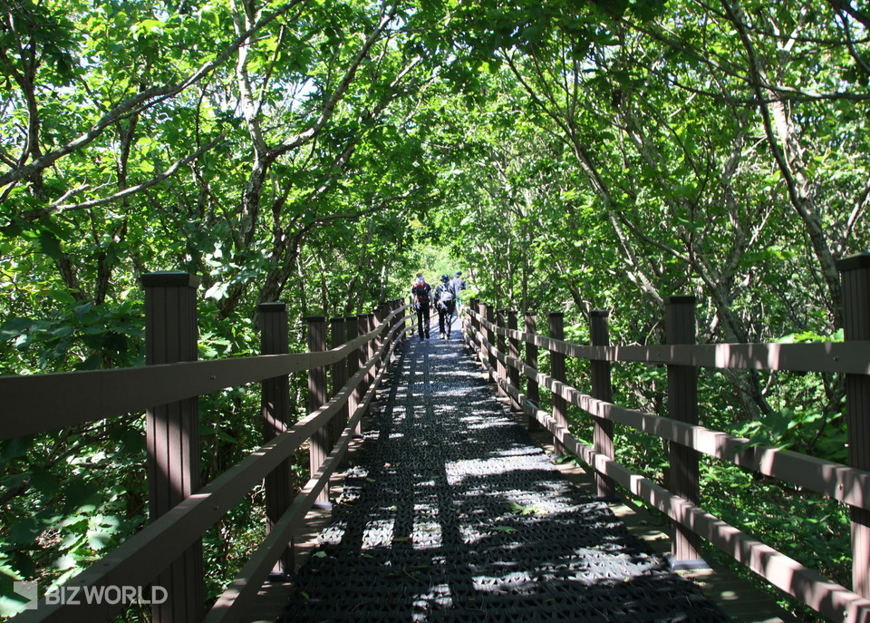 하늘전망대로 가는 길에 형성된 나무터널. 사진=손진석 기자