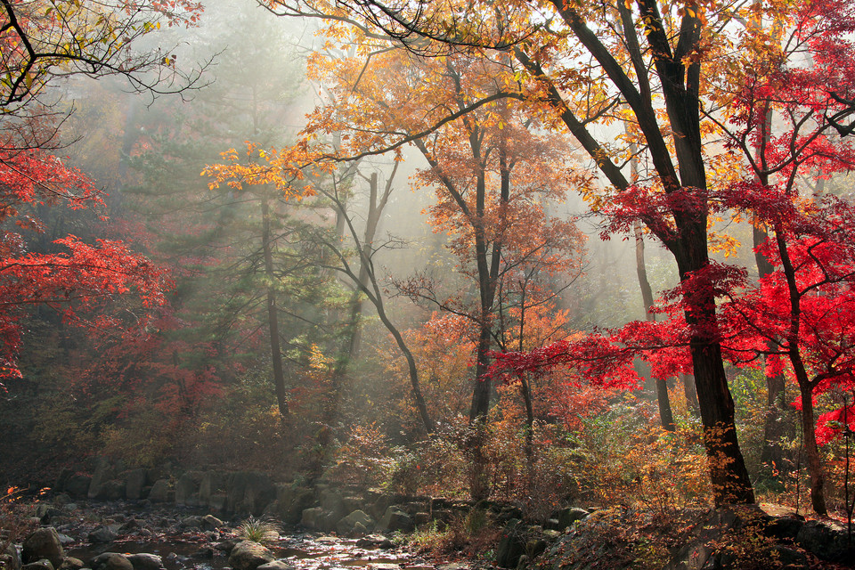 국립수목원 숲으로 가을 햇살이 떨어진다. 사진=국립수목원