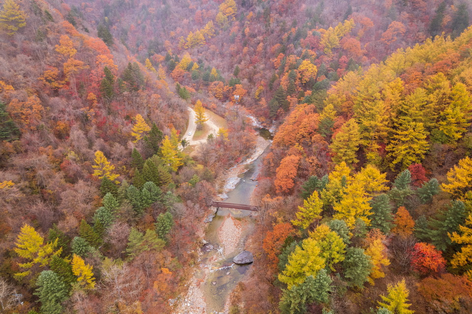 가을에 걷기 좋은 오대산 선재길. 사진=평창군청 관광정책과