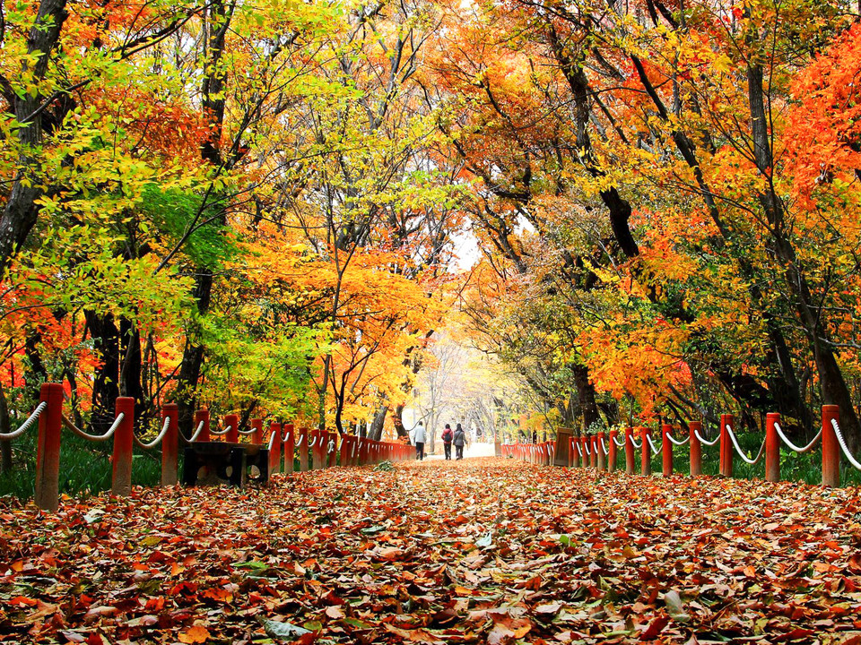 천년의 숲이 만들어내는 상림숲 가을 풍경. 사진=함양군청