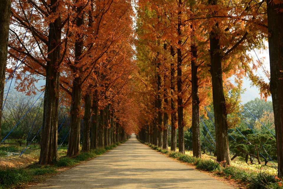 전라남도산림연구원 메타세쿼이아길의 가을 풍경. 사진=전라남도산림연구원