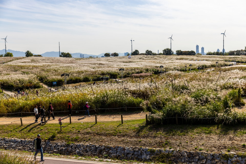 가을을 물들이는 하늘공원 억새 전경. 사진=서울관광재단