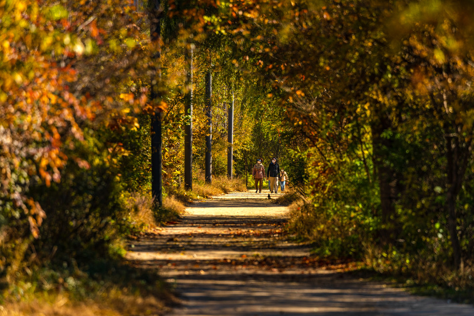 여의도공원 단풍. 사진=서울관광재단