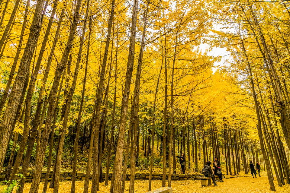 서울숲 은행나무가 노랗게 물들어 장관을 연출하고 있다. 사진=서울관광재단