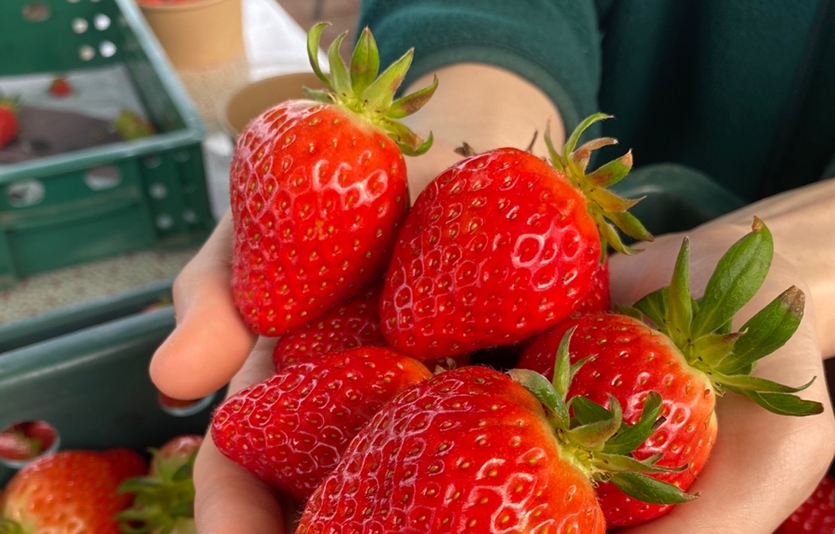 상하농원 딸기 따기 체험. 사진=매일유업
