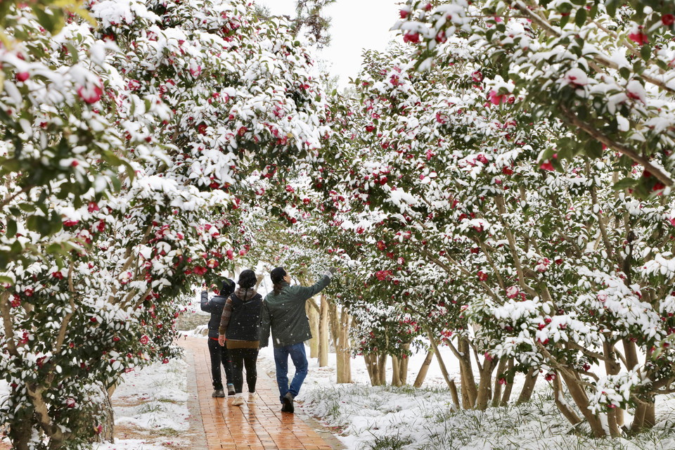 1004섬 분재정원 애기동백숲길. 사진=1004섬 분재정원