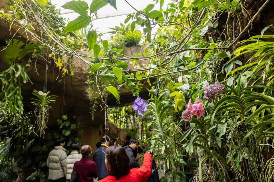서울식물원의 난초. 사진=서울관광재단