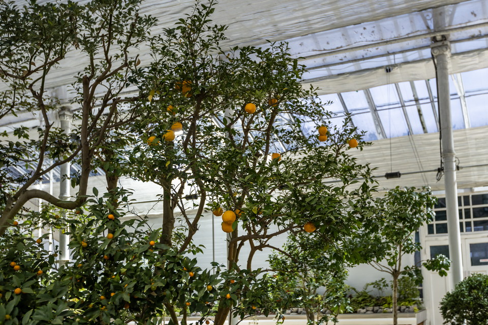 창경궁 대온실 내 모과나무. 사진=서울관광재단